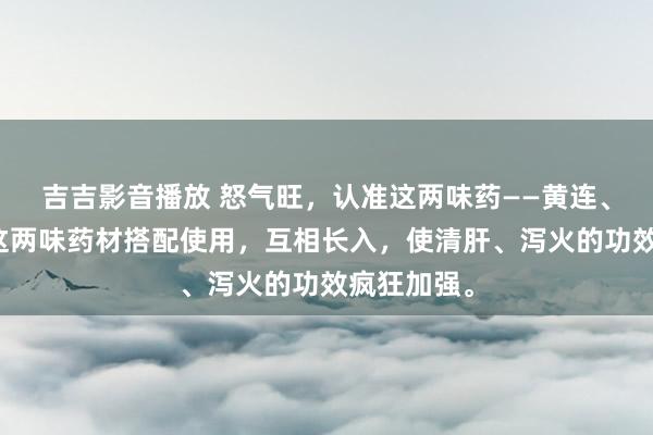 吉吉影音播放 怒气旺，认准这两味药——黄连、吴茱萸，这两味药材搭配使用，互相长入，使清肝、泻火的功效疯狂加强。