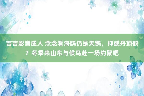 吉吉影音成人 念念看海鸥仍是天鹅，抑或丹顶鹤？冬季来山东与候鸟赴一场约聚吧